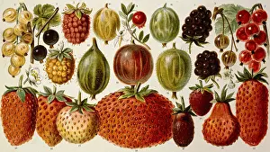 Blackberries: Berries
