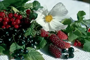Nora: Berries and Cosmos red and blackcurrants etc