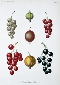 Regne: Berry Fruit