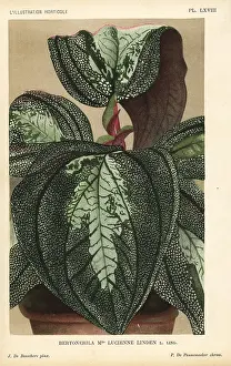 Lucienne: Bertolonia hybrid, Mlle. Lucienne Linden