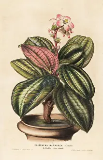 Flore: Bertolonia marmorata