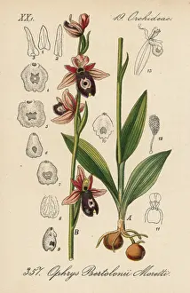 Schlechtendal: Bertoloni's bee orchid, Ophrys bertolonii