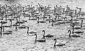 Stiff: Berwick swans