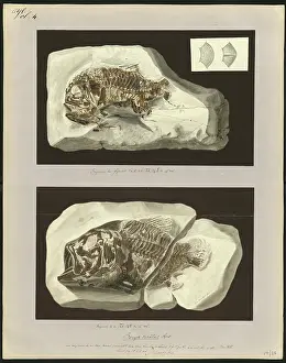 Dinkel: Beryx ornatus Agassiz