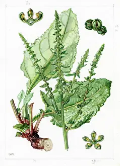 Gwen: Beta maritima - sea beet