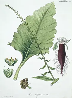 Beta: Beta vulgaris, common beet