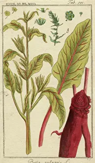 Beta: Beta vulgaris, spinach beet