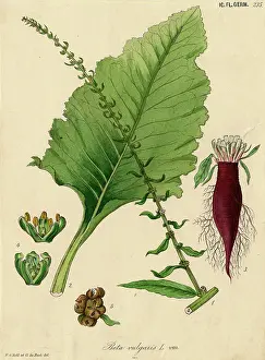 Beta: Beta vulgaris, spinach beet