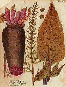 Beta: Beta vulgaris, spinach beet