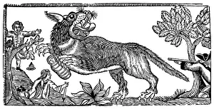 Bete: Bete Du Gevaudan - Devigne