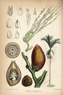 Areca: Betelnut palm, Areca catechu