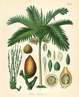 Betel: Betelnut palm, Areca catechu