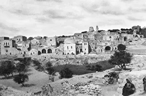 Olives: Bethany, Mount of Olives, Israel