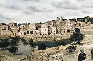 Olives: Bethany, Mount of Olives, Israel