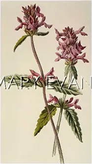 Betony: BETONICA OFFICINALIS
