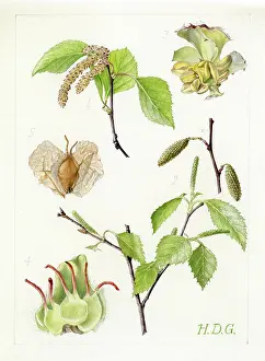 Catkin: Betula alba - common birch