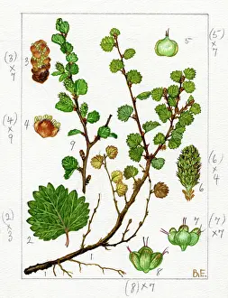 Catkin: Betula nana - dwarf birch