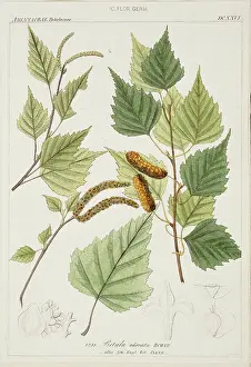 Catkin: Betula odorata, birch
