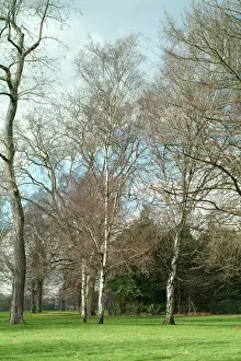 Betulaceae: Betula pendula, silver birch