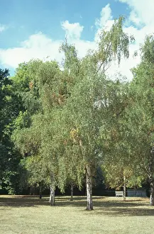 Betulaceae: Betula pendula, silver birch