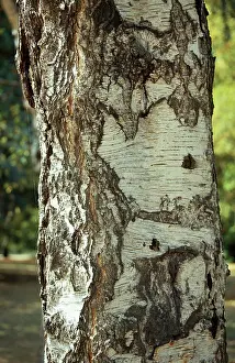 Betulaceae: Betula pendula, silver birch