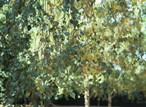 Betulaceae: Betula pendula, silver birch