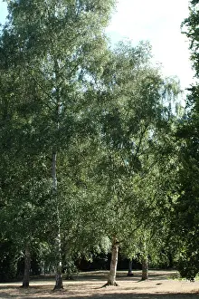 Betulaceae: Betula pendula, silver birch