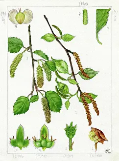 Catkin: Betula pubescens - downy birch
