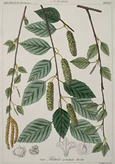 Betulaceae: Betula verrucosa, silver birch