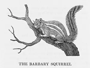 Barb: BEWICK / BARB. SQUIRREL