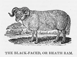 Quantities: BEWICK BLACKFACE RAM