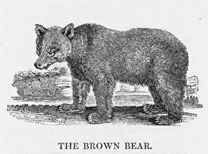 Bewick: BEWICK BROWN BEAR