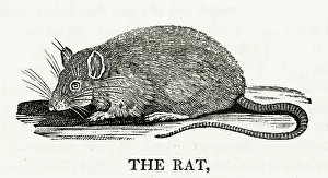 Disliked: BEWICK / BROWN RAT