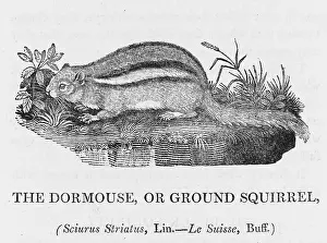 Striatus: BEWICK / CHIPMUNK
