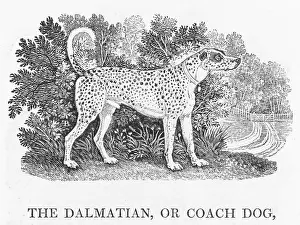 Frequently: BEWICK DALMATIAN