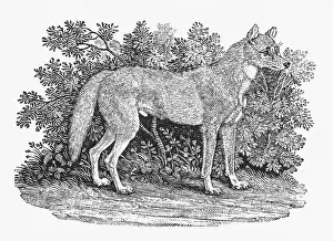 Whipsnade: BEWICK DINGO