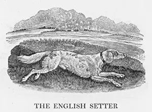 Astonishing: BEWICK ENGLISH SETTER