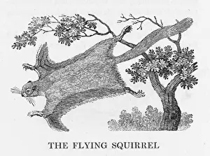 Elegans: BEWICK / FLYING SQUIRREL