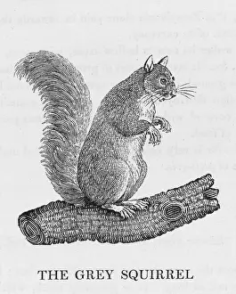 Familiar: BEWICK / GREY SQUIRREL