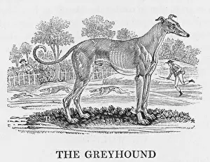 Bewick: BEWICK GREYHOUND