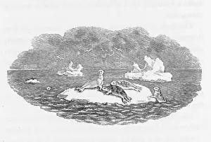 Fold: BEWICK HOODED SEAL