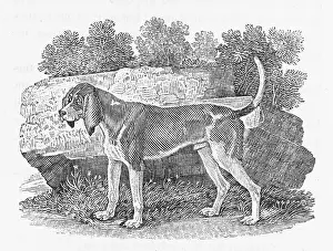 Britons: BEWICK HOUND