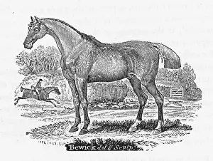 Bewick: BEWICK HUNTER HORSE