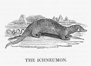 Retained: BEWICK ICHNEUMON