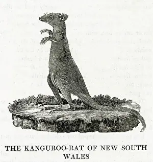 Bewick: BEWICK / KANGA. RAT