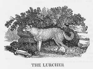 Habits: BEWICK LURCHER