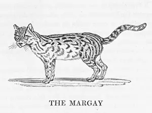 Exceptional: BEWICK / MARGAY
