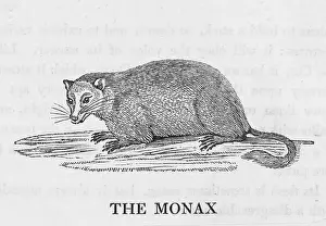Classified: BEWICK / MARMOT