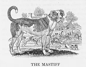 Buffon: BEWICK MASTIFF