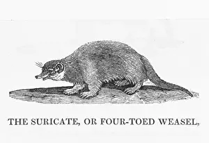 Weasel: BEWICK / MEERKAT
